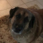 Michele Torres avatar image