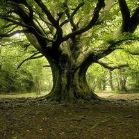 Patrizia Rullo avatar image