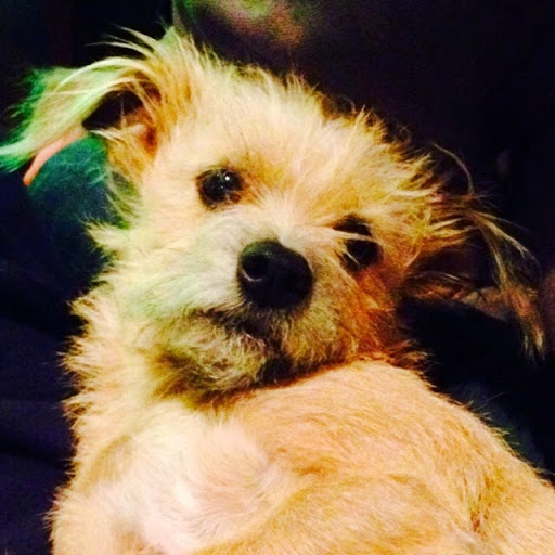 Chelsea L. avatar image