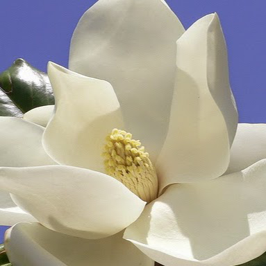 Christy Sevier avatar image