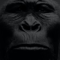 Janko Bosch avatar image