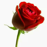 Muhammad Shahid avatar image