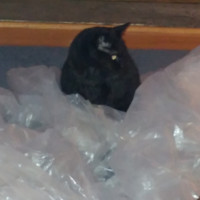 Beatrice Ryba avatar image