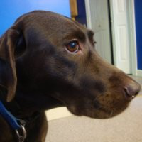 Mike Incorvaia avatar image