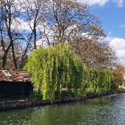 Maria Shiao avatar image