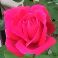 Lorena Kennedy avatar image