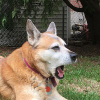 Lucas Huang avatar image