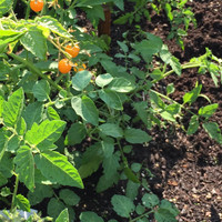 Mikias Abebayehu avatar image