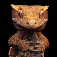 J. Zapata avatar image