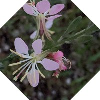 Rosario Castro avatar image