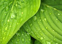 Aliena Lai avatar image