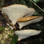 Alex Weekes avatar image