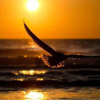 Andrew Jahns avatar image