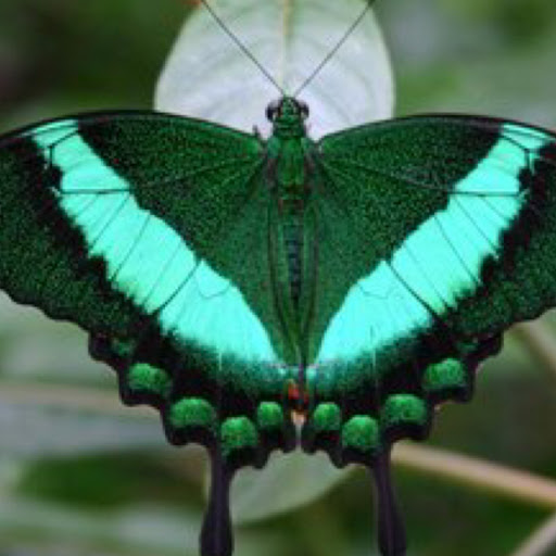 Astraea Bella avatar image