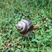 Connor Bush avatar image