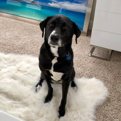 Jeff Chau avatar image