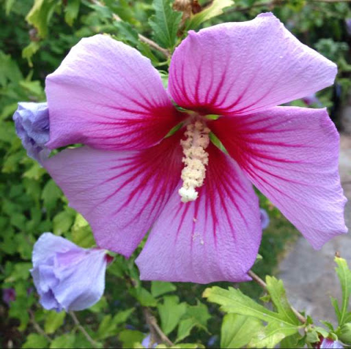 Karlie Kloss avatar image