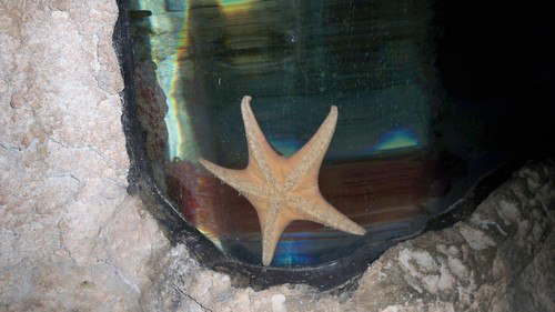 Amy Liu avatar image