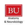 Bu AnatNeuro avatar image