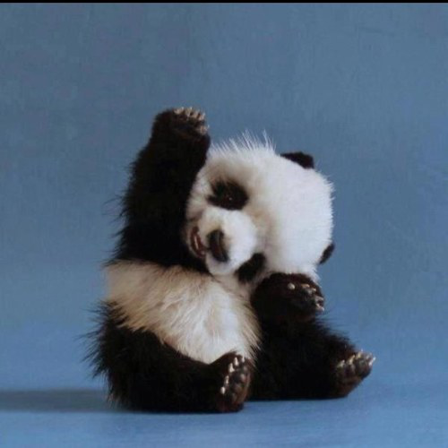 Amanda Presson avatar image