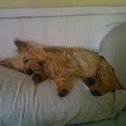 Scot McCracken avatar image