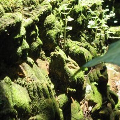 Shehreyar Hameed avatar image