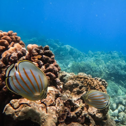 Andrew Yang avatar image