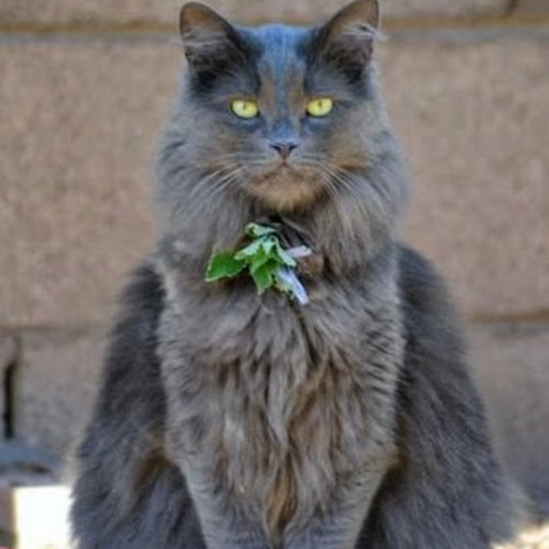 Dominic Tuso avatar image