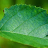 Sabih Sarowar avatar image