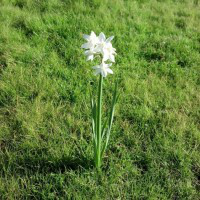 Astrid Tong avatar image