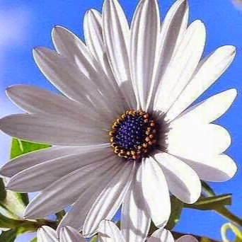 Ashish Singhal avatar image