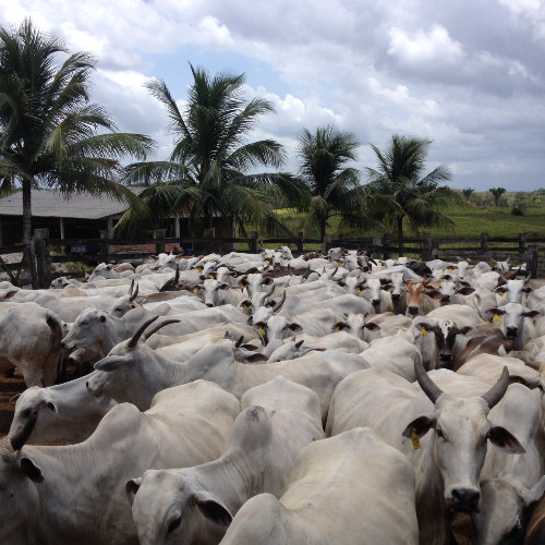 Luiz Fernando Pereira avatar image