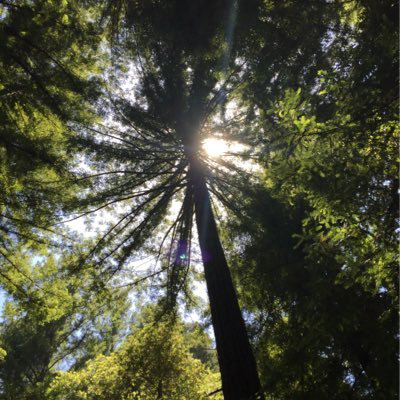 Steve Feng avatar image