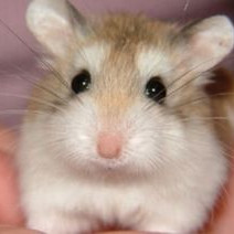 Raymond Belair ✔ avatar image