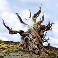 Michael White avatar image