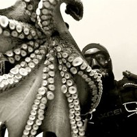 Gabe Scotti avatar image