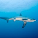 Andrea Agarwal avatar image