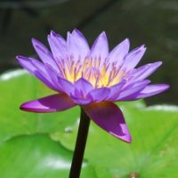 Laura Shepherd avatar image