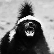 Pueo Keffer avatar image