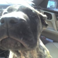 Anthony Bibbs avatar image