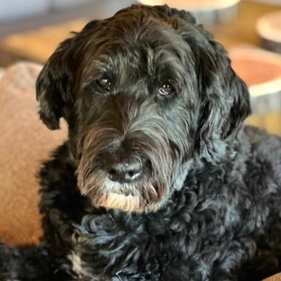 Marc Elias avatar image