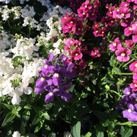 Elaine Smythe avatar image