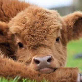 Nir Cohen avatar image