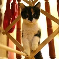 Shawn Scallen avatar image