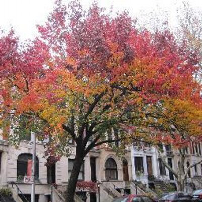 Lindsey Davis avatar image