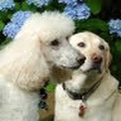 Kathy Kalb avatar image