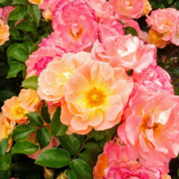 Jennifer S. Holland avatar image