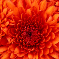 Veera Dsouza avatar image