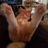 Jeffrey Amico avatar image