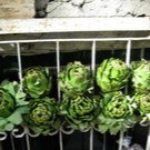 Elizabeth Brewer avatar image